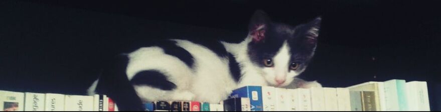 Picture of a kitten (Tito) laying down on bookshelves